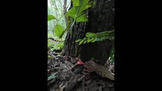 Red russula russula emetica Its perfectly safe when boiled or pickled [upl. by Nulubez]