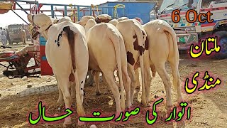 Aj Multan Cow Mandi Sy kitnay Bachroo ki khareedari ki  latest update [upl. by Oiziruam]