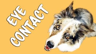 FASTEST and EASIEST way to train EYE CONTACT  Dog Training by Kikopup [upl. by Juliann]