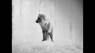 Wolf in der Jahnke Thermal Statement Pure [upl. by Ormiston]