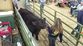 2024 Alachua County Youth Fair amp Livestock ShowMarket Animal Sale [upl. by Witha266]