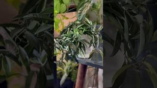 Plant Check Hoya Wayetti leca plants indoorplants semihydroponics roomwithry [upl. by Alejna]