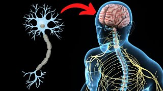 El SISTEMA NERVIOSO CENTRAL explicado partes y funcionamiento🧠 [upl. by Errick]