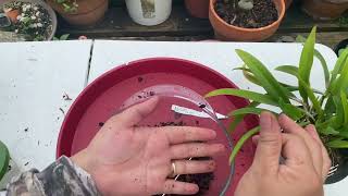 How to Repot Brassavola Nodosa x Guarianthe Skinneri Tips amp Tricks w Chitchat [upl. by Matheny]