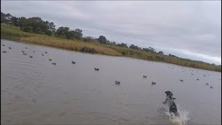 Duck Hunting in Australia 2017 VIC [upl. by Cibis]