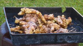 Harvesting Ginger Grown by a Larry Hall Method [upl. by Ttimme]