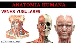 Venas Yugulares  Anatomía Humana en Odontología [upl. by Maroney]