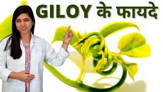 Benefits of Giloy  Giloy Powder Tablet Juice Benefits in Hindi [upl. by Ahse]