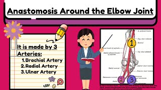 Anastomosis Around the Elbow Joint Explained Easy  Arteries of Upper Limb Anatomy by Novice Medic [upl. by Leuneb]