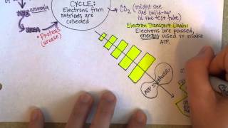 Bacterial Metabolism Part 2 Cellular Respiration of Bacteria [upl. by Trace898]