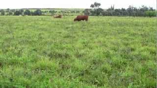 Excellent Progardes  Buffel pasture and steer liveweight gains in Central Queensland1002MOV [upl. by Ajnot]