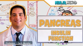 Endocrinology  Pancreas Insulin Function [upl. by Anelra851]