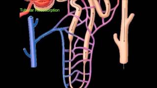 Urine Formation [upl. by Edmonda]