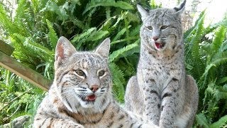 A Bobcat Love Story  The Purrfect Match [upl. by Pember]