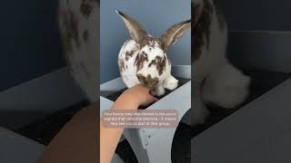 Why do rabbits lick [upl. by Sill]