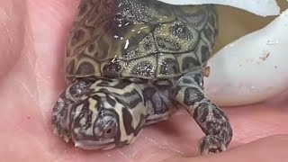 Hybrid Diamondback terrapins Mix Map turtle Amazing species [upl. by Adolph524]