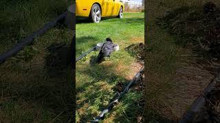 Part28 Fledgling Crow the big hunter but now what Chubbuck Idaho 10SEP2024 [upl. by Naujed]