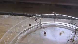 Indian Stick Insects Hatching From Eggs [upl. by Oedama]