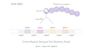 An exception to the Darwinian rule the CRISPR system in bacteria [upl. by Naarah418]