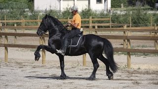 SOLD Friesian Stallion  Ljibbe For Sale [upl. by Inalej]