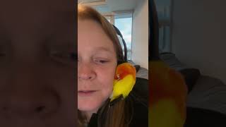 The Funniest Birds on the Internet 🦜🤣 funny birds parrot pets funnyanimal [upl. by Raclima787]