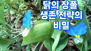 닭의장풀 달개비닭개비압척초닭의밑씻개닭의장풀 생존 전략의 비밀식물 특징부작용과 주의사항번식먹는 법약재 닭의 장풀과 한해살이풀 학명 Commelina communis [upl. by Gwen]