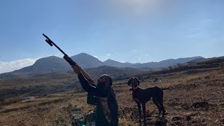 صيد صلنج و مطوق hunting common chaffinch and skylark hunting in lebanon 2022 [upl. by Croom697]