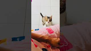 My cat Brownie gently asks to get petted [upl. by Marchelle]