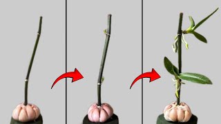 Propagating orchids from flower stems will become simple if you know these methods [upl. by Tierza117]