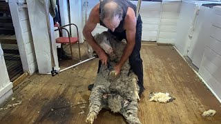 Crutching Merino Sheep  sheep sheepfarming farmvlog shearing [upl. by Dragone655]