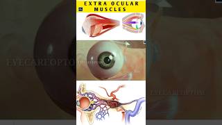 Muscles in eye eyeanatomy shorts short eyecareoptom eyes [upl. by Eceryt]