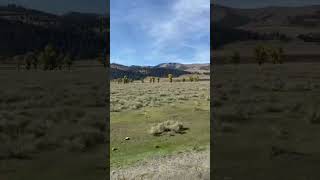 Antelope Running At Yellowstone National Park [upl. by Retsub303]