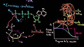 Enzimas  Energía y enzimas  Biología  Khan Academy en Español [upl. by Sofko]