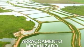 CRIAÇÃO DE TAMBAQUI EM RONDÔNIA NOVA ESPERANÇA [upl. by Rodmun]