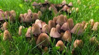 colony of mushrooms on green lawn [upl. by Elset701]