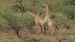 Captivating Habits of Male Giraffe [upl. by Eybba]