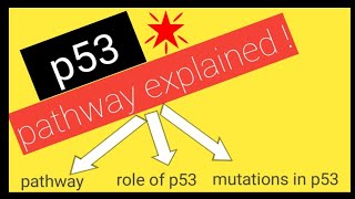 p53 tumor suppressor gene  SIMPLEST explanation [upl. by Elatia341]