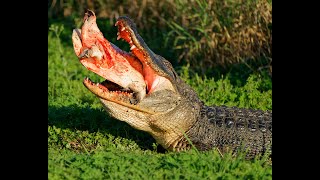 Gator Trying to Eat a Softshell Turtle [upl. by Shirline]