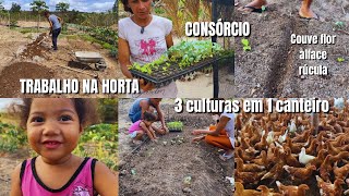 Trabalho na horta plantio consorciado 3 culturas em 1 canteiro [upl. by Eniamrehc377]