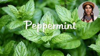 Peppermint Natural Relief for Digestion Pain Headaches IBS Respiratory amp Oral Health and More [upl. by Nylecsoj80]