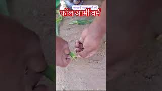 Fall armyworm 🐛🐛in corn 🌽 crop मक्का में फॉलआर्मीवॉरम corn maize makka agriculture farming [upl. by Kalle94]