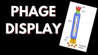 Phage Display  How does it work [upl. by Razec]