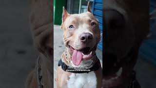 Meu pitbull não estava aceitando a focinheira pitbull viralpitbull noticias [upl. by Sergent]