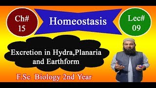 Biology Ch15Lecture09 Excretion in hydra planaria and earthworm FSc 2nd Year [upl. by Blynn]