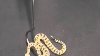 Crotalus cerastes Sidewinder Venom Extraction [upl. by Fennelly]