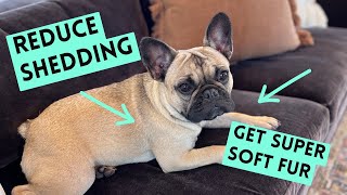 Reduce Shedding French Bulldog Fur Maintenance [upl. by Hsihsa]