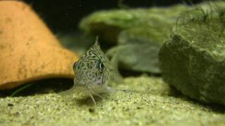 Corydoras Trilineatus  The leopard cory [upl. by Iamhaj]