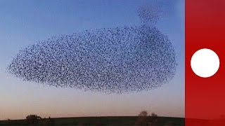 Starling murmuration creates incredible aerial display Israel [upl. by Rodama]