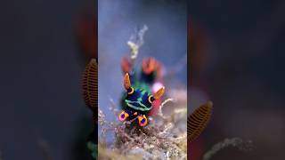 Nembrotha Kubaryana AmazingGaia [upl. by Iover]