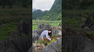 On the rocky hill I made a small garden to grow vegetables [upl. by Kilan708]